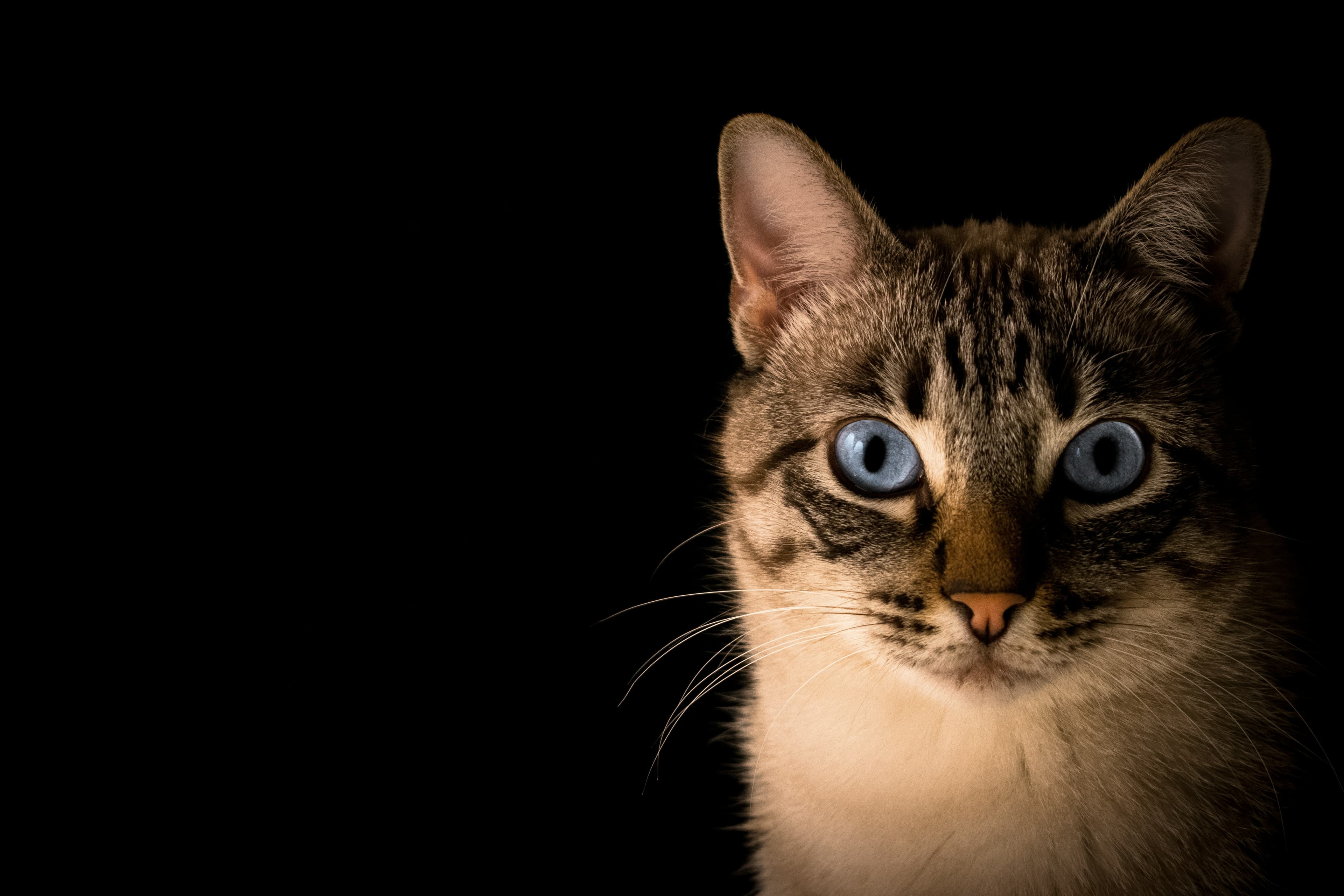 Concerned cat owner with their female cat